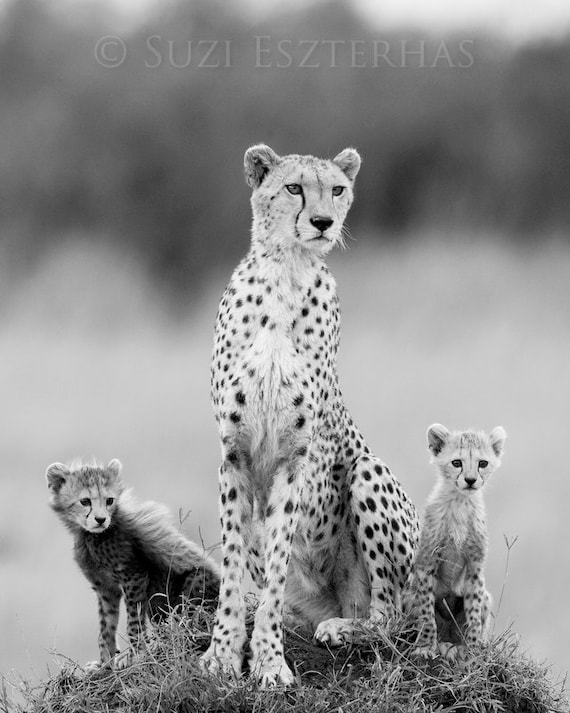 Mom and baby animal photography cheetah mother babies Mom and baby animal photography cheetah mother babies