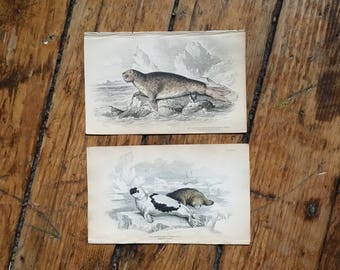 c.1833 ANTIQUE SEAL PRINTS - original antique sea life prints - Jardine animal prints - marine mammals - set of 2 hand colored engravings