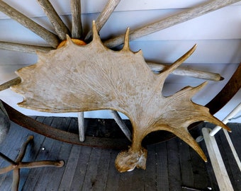 Faux Taxidermy. HUGE 12 Point Left Side Moose Antler Replica. Animal Friendly. Vegan. Wall Art or sculpture supply