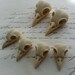 Bird Skull Raven Skull Crow Skull Cameo Cabs Resin Cabochon Taxidermy Animal Steampunk Gothic Goth Skull Ivory 35x16mm and 21x12mm 6 PIECES