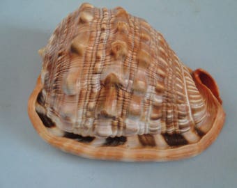 Seashells Cassis Rufa 134mm Large Cassis Rufa Shell