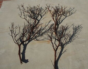 2 piece sample pack FULL 18" Manzanita Branches for centerpieces or wishing trees for wedding