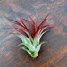 3 Brachycaulos Abdita Air Plants - FREE SHIPPING!
