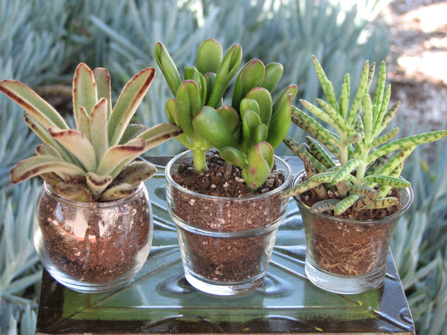 10 Glass Wedding Favors Mini plant Sample