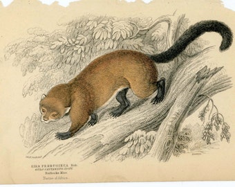 1836 eira ferruginea original antique animal engraved print