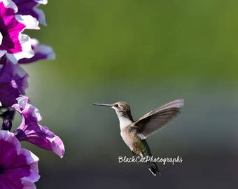 Fine Art Bird Photography Bird Wall Art Hummingbird Photo Print Bird Lovers Gift Nature Photograph Wild Bird Photo Spring Garden Wall Decor