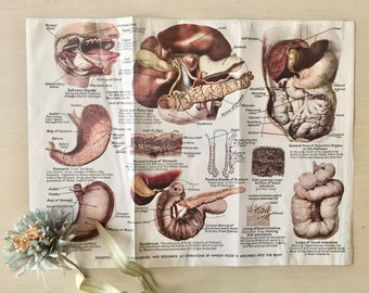 Vintage Medical Illustration -1940's