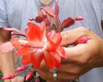 Christmas Cactus Succulent Orange Color A