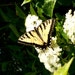 Fine Art Print -Are Butterfly's Angels? - Secret Paradise Garden