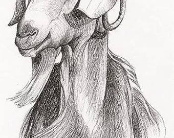 Card - Portrait of Billy goat