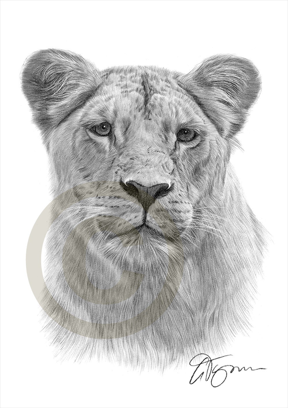 African Lioness pencil drawing print A4 size artwork