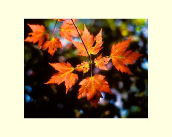 Tree autumn leaves picture matted photograph nature home interior wall decor fine art photography Jimmy Rea Photography