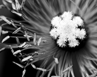 Black and White Petals Photograph