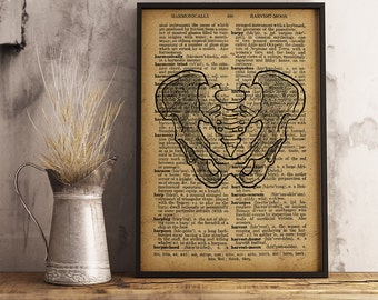 Human pelvis vintage anatomy, Medical Poster, Anatomy Print Human pelvis Medical Illustration Human pelvic bone print pelvic skeleton (HA13)