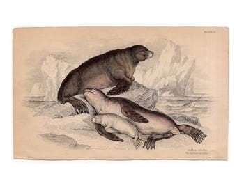 1833 SEAL FAMILY ENGRAVING - original antique print - marine ocean sea seal animals - sea bear of steller seal - seal print by LIzar