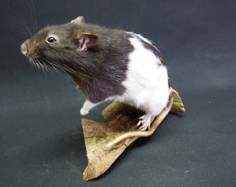 Taxidermy Black And White Rat (log no:52) On Driftwood.