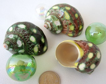 Sea Shells for Beach Decor - Nautical Seashells, Spotted Green Turbo, 1PC