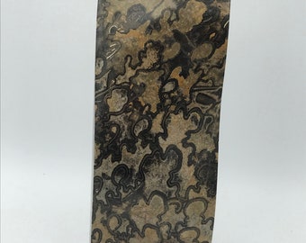 Mexican Fossil Ammonite Freeform