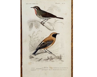 1861 ANTIQUE BIRD ENGRAVING original antique hand colored ornithology avian print - Russet Wheatear, Saxicola stapazina