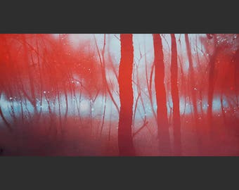 Bright red Light blue (122x61cm = 7442m2 forest)