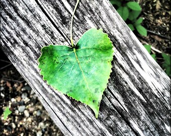 Green Heart Shaped Leaf, Green Leaf Photo, Green Print, Leaf On Wood, Nature Photo, Leaf Photo, Summer Print, Green Decor, Green Heart Leaf