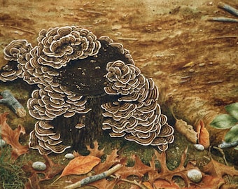 Autumn Stump with Turkey Tail Fungus