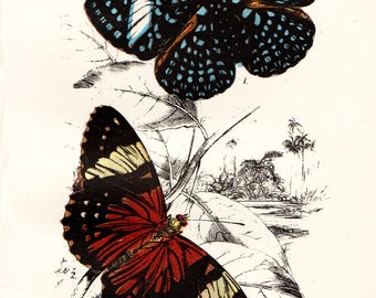 1897 Antique BUTTERFLY PRINT exquisite Chromolithograph