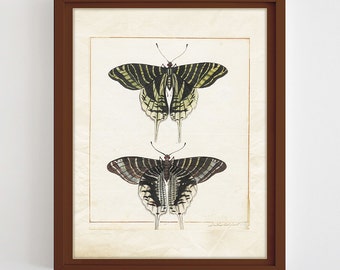 Butterfly Print Two Butterflies Poster Vintage Butterflies Printable Wall Art Entomology Poster Insect Print Nature Poster Digital Download