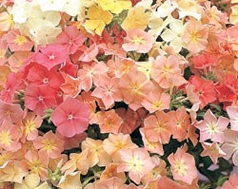 PBPHD)~PHLOX of SHEEP Phlox~Seeds!!!!~~~A Fabulous Pastel Party!