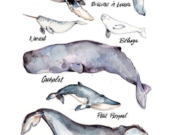 Whales Illustration | Whales Species | Nature | Animal | Biology | Drawing | Watercolor | Marie-Eve Arpin | Made in Quebec | Whale | Art