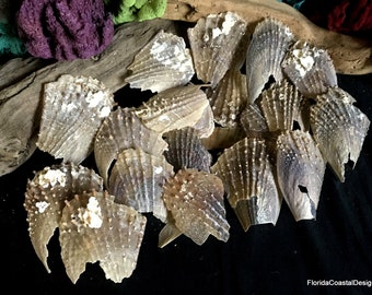 Beach Decor Stiff Pen Shells Natural Beach Craft Shells Pen Shell Mussel Fan Shells Atrina Rigida (10)