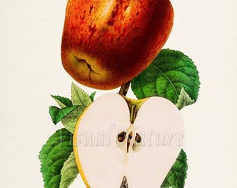 Apple Botanical Print, Apple Art Print, Fruit Art, Fruit Print, Kitchen Art, Garden, Apple Seeds