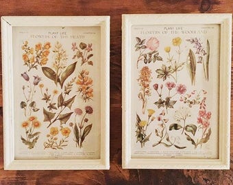 A Pair of Framed Vintage Botanical Colour Plates