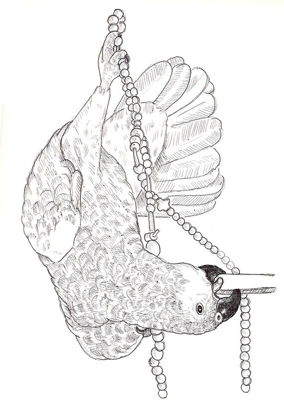 Sally Blanchard Original Pen and Ink Drawing of an Acrobatic Companion Blue-fronted Amazon Parrot at play