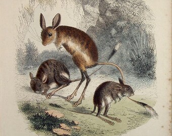 Beautiful handcoloured engraving of rodents 1860