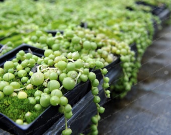 Pearl Chlorophytum Seeds 100PCS / chlorophytum seeds seed chlorophytum seeds amaniense seed blue pearl chlorophytum seeds *