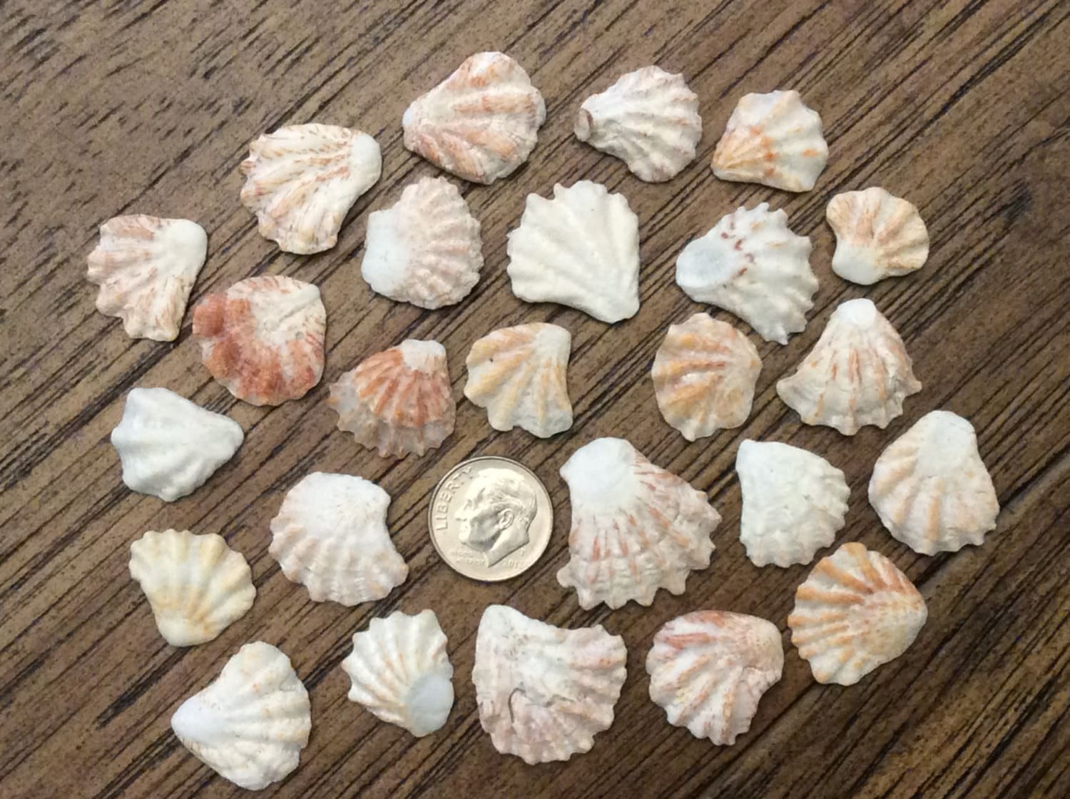 Cats Paw Sea Shells lot of 25 shells