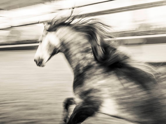 WILD AT HEART 2. Spanish Horse, Horse Print, Limited Edition, Black and White Prints, Photographic Print, Andalucia