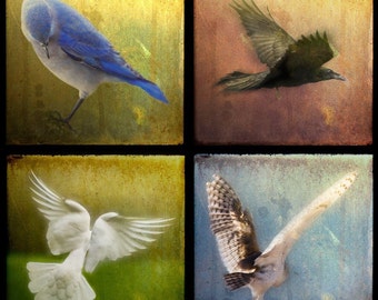 Your CHOICE of four 5x5 archival fine art TTV photographs (4 Birds shown).