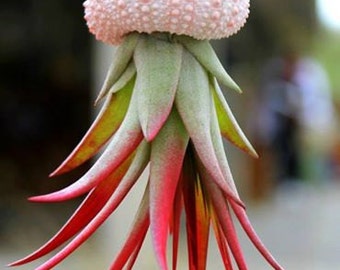 Air Pant Tillandsia Hanging Jellyfish