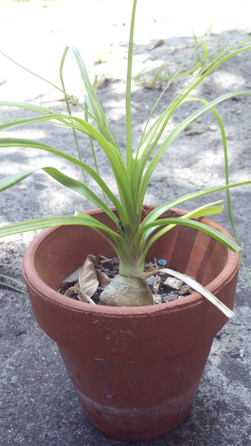 Ponytail Palm Beaucarnea Recurvata Well Rooted Succulent