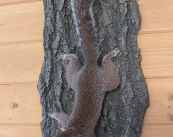 Gray Squirrel Climbing Down