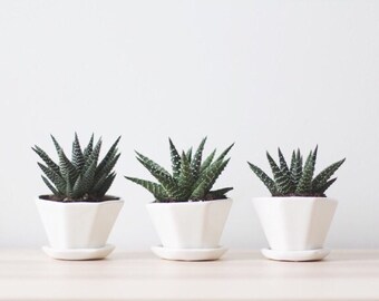 Mini Octagon Planter