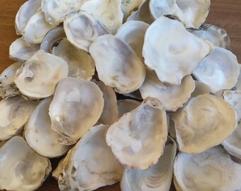 44 pcs white oyster shells for your craft, from black sea, OS-003