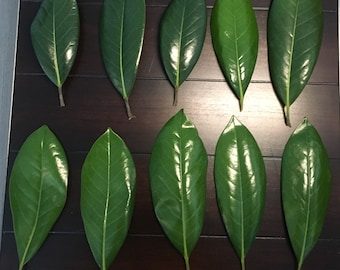 Real Magnolia Leaves, Loose Magnolia Tree Leaves, Green Place Card Leaves - 10/order