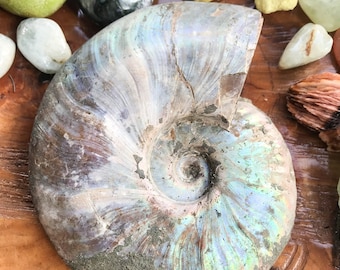 Ammonite with Mother Of Pearl