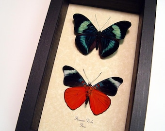 Red Blue Real Butterfly Gifts Conservation Display 156p