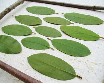 Pressed Green Leaves, Dried Preserved Green Rhododendron Leaves, Floral Craft Supply, Pressed Flower Art Leaves, Large Pressed Green Leaves