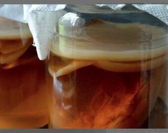 5.oo Healthy Organic Kombucha Scoby with Starter Tea