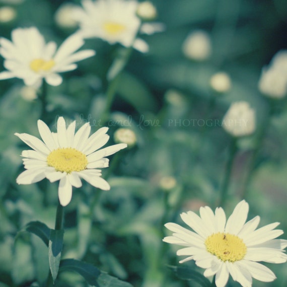 Daisies Fine Art Photography VIntage Retro Shabby Chic Hippie Daisies Fine Art Photography VIntage Retro Shabby Chic Hippie